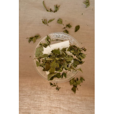 Melisa (posušena) - Vrt okusov